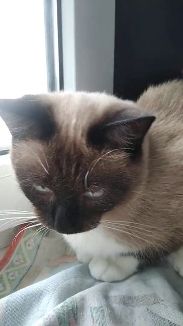 Моя сиамская 🐱 смотреть онлайн