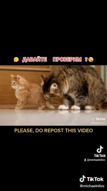 ad73639a09fd44d97f6334497f43df80_1737736301276.mp4 смотреть онлайн