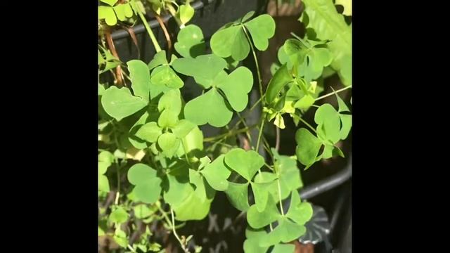Wood sorrel смотреть онлайн