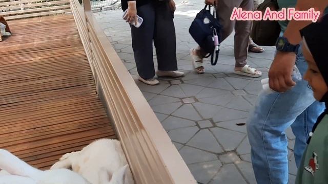 Mengenal Lebih Dekat Hewan Satwa Bersama Alena | Edukasi Anak смотреть онлайн