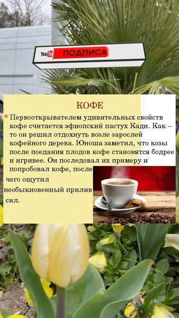 Кто первый выпил кофе? смотреть онлайн
