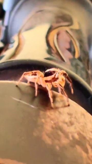 Jumping Spider #spider #spiderman #nature #shorts #youtubeshorts #youtube #india #videography смотреть онлайн