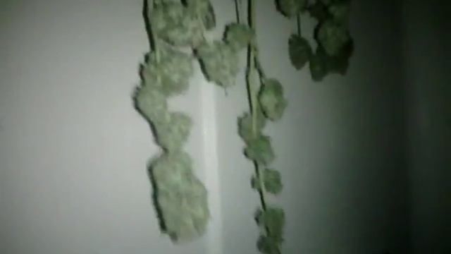 Scrog harvest 400 watt grow. смотреть онлайн
