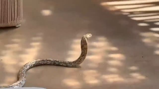 King Cobra vs Mongoose Dangerous Fight Seance|Black Mamba смотреть онлайн