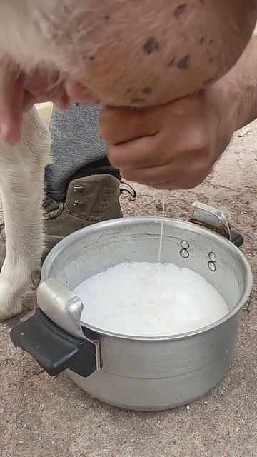 Добыча козьего молока #goat #деревня #animals #ферма #сельскоехозяйство #животные #farming смотреть онлайн