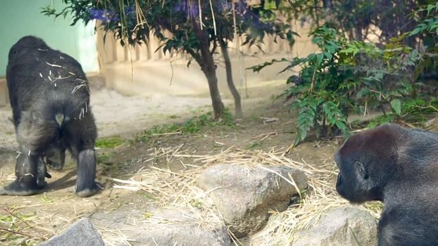 Gorilla Kintaro Is Curious About What His Brother Gentaro Is Doing | Momotaro Family смотреть онлайн