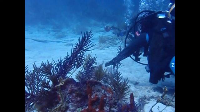 Southern Stingrays Dance and Shark Aug 24 2010 Molasses смотреть онлайн