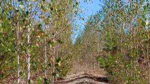 Плач, скрипка моя плач