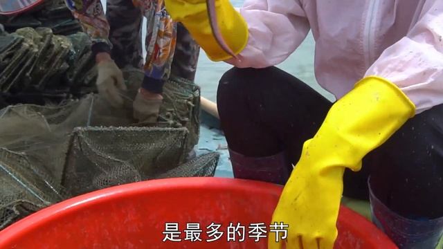 赶海捕获极其少见螃蟹，两万多一斤的巨贵品种，渔爸直呼运气爆棚！【阿渔妹】 смотреть онлайн