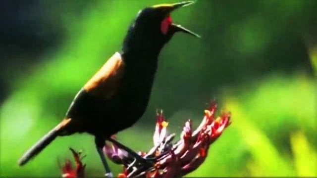опера живой природы оркестр птиц🐦 смотреть онлайн