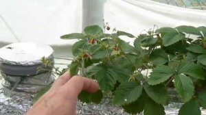 Гидропоника. ВЕСТИ С ПОЛЕЙ. Прошло 28 дней.