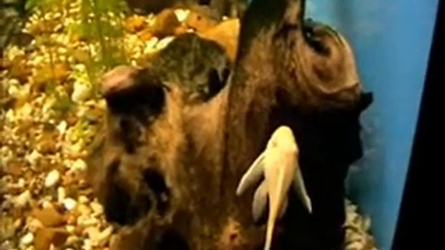 дискусы. смотреть онлайн