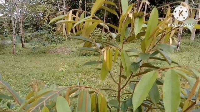 Hasil Semburan Foliar Selepas Musim Hujan смотреть онлайн