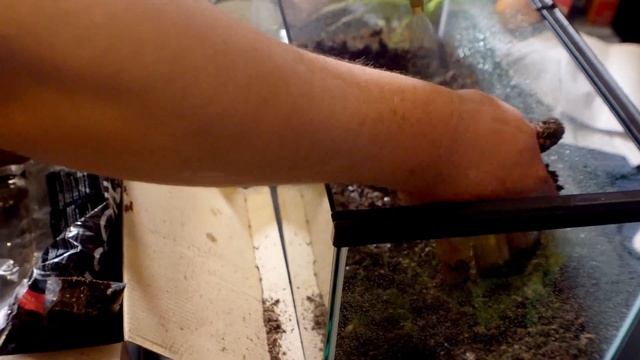 How made semi bioactive enclosure for my Asian forest scorpion. смотреть онлайн