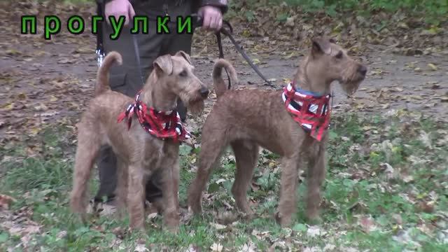 Ирландские терьеры : НАШ канал РУТУБ- Irish Terriers