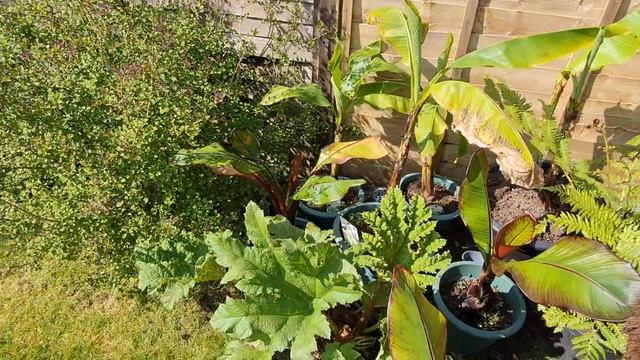 A day in the sun for my tropical plants, March 22. #Banana, #Musa, #Ensete, #Gunerra, #Treefern. смотреть онлайн