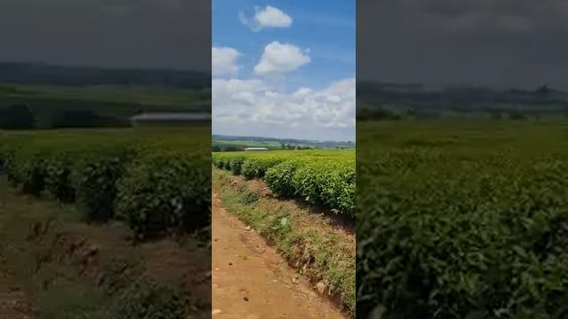 kenya's green gold/kericho tea farm/kericho highlands/tea in Kenya/beautiful kericho смотреть онлайн
