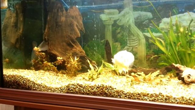 My 100 gal tank with General Akbar the Oscar смотреть онлайн
