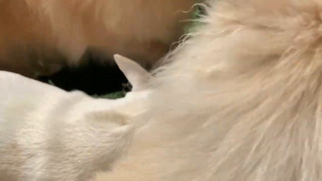 На легкое нападают как маленькие пираньи. смотреть онлайн