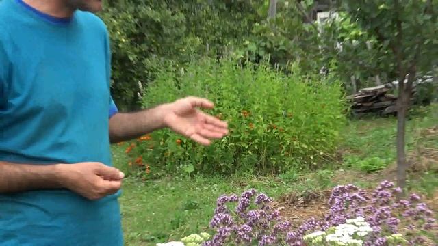 Oregano si coada soricelului смотреть онлайн