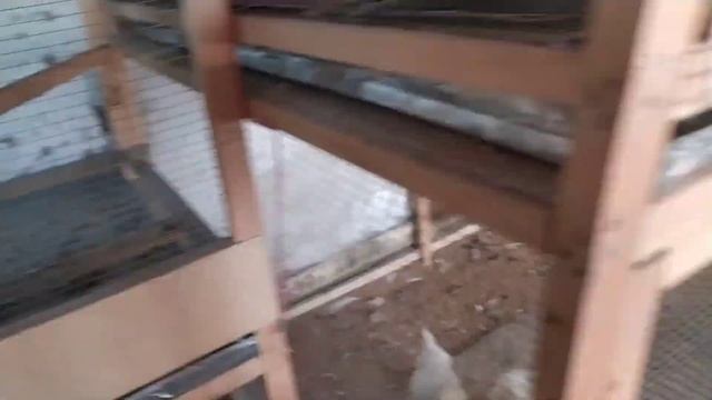 ANTIQA TÕVIQLAR смотреть онлайн