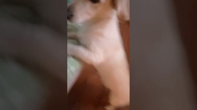 мой перекус