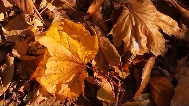 Мелодия осени .... смотреть онлайн