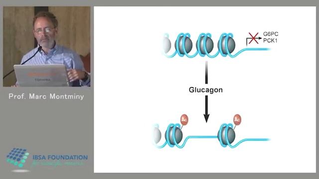 Marc Montminy, Talk - Stress Inflammation and Reproduction. смотреть онлайн