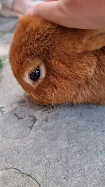 Олимп. Зоопарк. Геленджик смотреть онлайн
