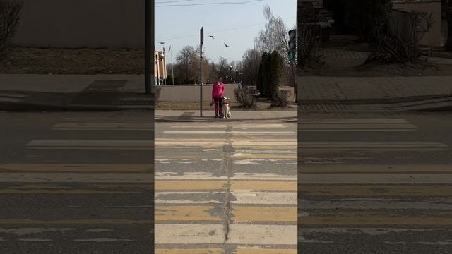 Научи собаку переходить дорогу безопасно ВИДЕО-ГАЙД #dog #собака #собаки #дрессировка #кинолог смотреть онлайн