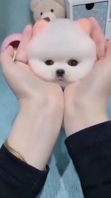 Он само очарование 😍 #shorts #животные #animals #funnyanimals смотреть онлайн