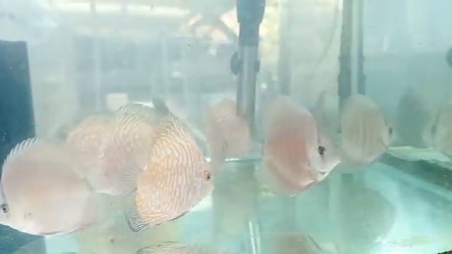 Discus Pigeon n Red Cover смотреть онлайн