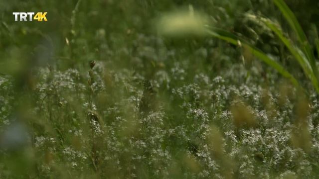 MİLLİ PARKLAR - KAZDAĞI смотреть онлайн