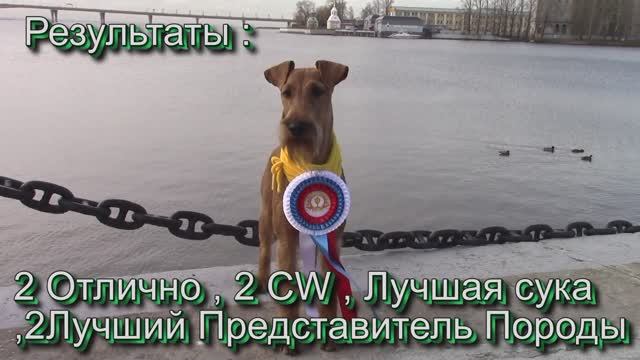 Ирландские терьеры : Как стать Чемпионом ...ГРАФИК , ГРАФИК , ГРАФИК