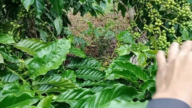 melihat keadaan buah di bulan 3-2024 смотреть онлайн