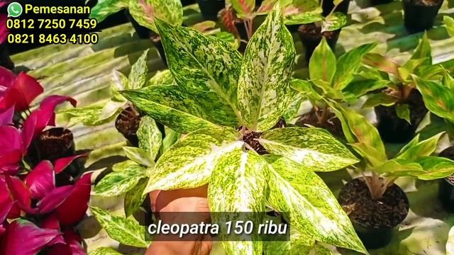 GUDANGNYA AGLONEMA MURAH❗GRATIS ONGKIR COCOK BUAT PEMULA‼️PUSAT AGLONEMA BANG WAHID DIHAW смотреть онлайн