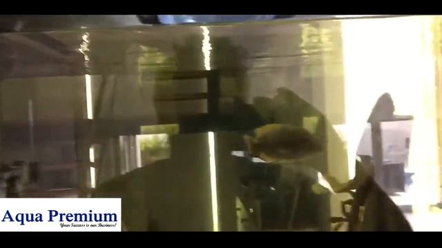 Adding a powerhead will bring the tank to life-Aquael смотреть онлайн