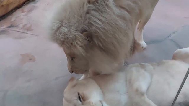 Wild cats / дикие кошки смотреть онлайн