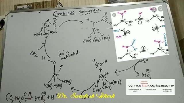 LEC 7 # Structure, Function and Catalytic activity of Carbonic anhydrase l Zn contain metalloenzyme смотреть онлайн