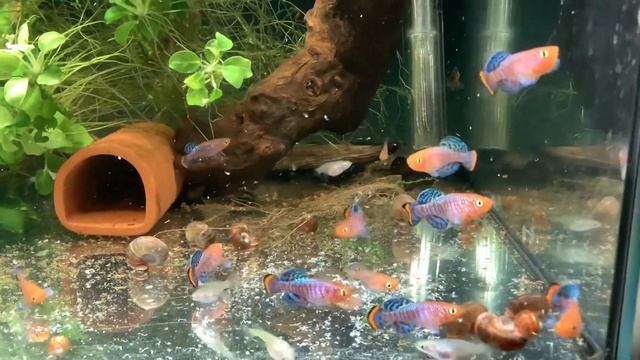 Nothobranchius rachovii eating Grindal worms смотреть онлайн