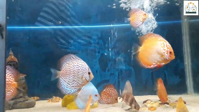 Discus fish Tank size ? смотреть онлайн