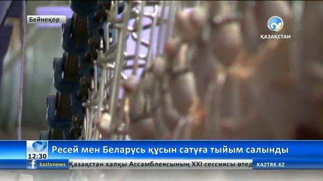 Ресей мен Беларусь елінен әкелінетін құс етін сатуға тыйым салынды (ВИДЕО) смотреть онлайн