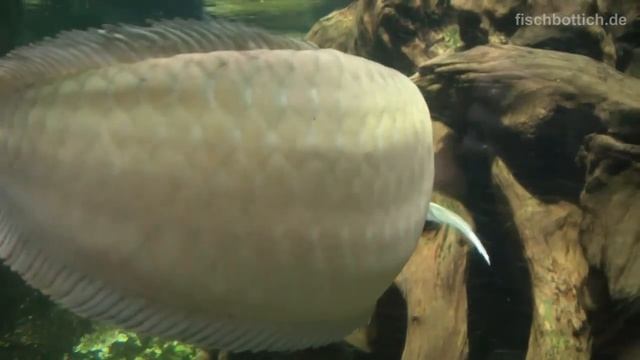 [HD] 4 FEET SILVER AROWANA! YOUTUBE RECORD! / 120cm Gabelbart @ Aquazoo [4/52] смотреть онлайн