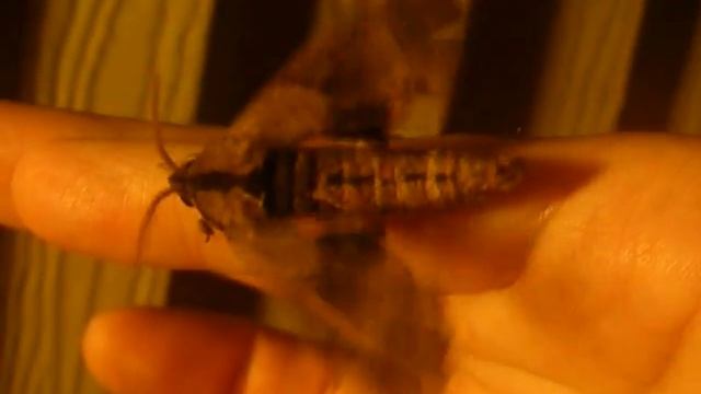 Sphinx Moth Warming Up Before Flight смотреть онлайн