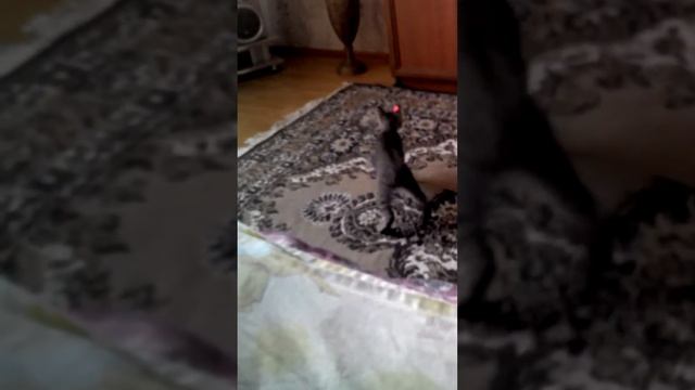Котик и лазер. смотреть онлайн