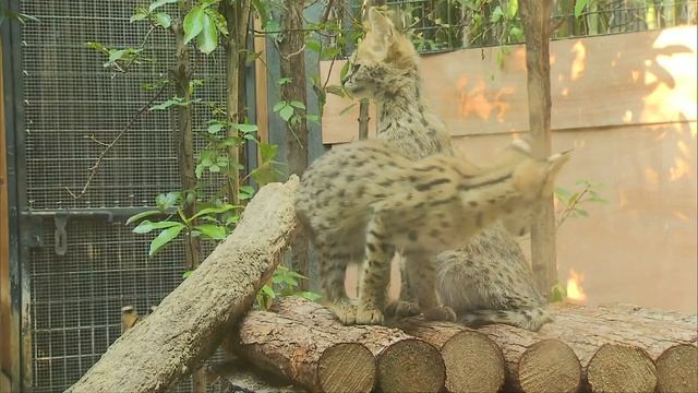 Newborn African serval triplets debut in Shanghai. смотреть онлайн