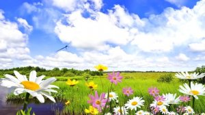 Видеофон ПОЛЕ С ЦВЕТАМИ