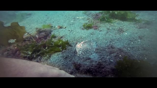 Isle of Skye Scallop Diver – Ben’s Story смотреть онлайн