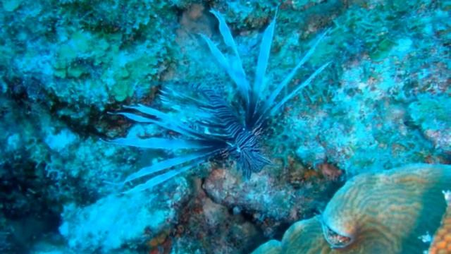 Lion Fish - Bonaire смотреть онлайн