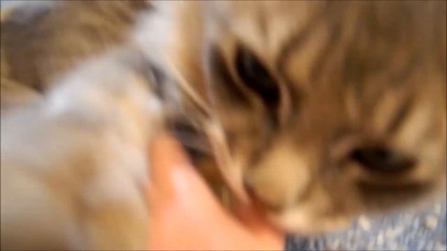 Nownow Cat in blender net #funny #cat #blender #mixer #net смотреть онлайн